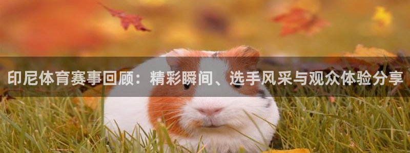 178足球直播最新版：印尼体育赛事回顾：精彩瞬间、选手风采与观众体验分享